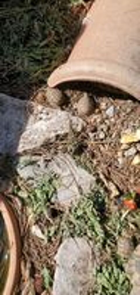   Bébés tortues 
