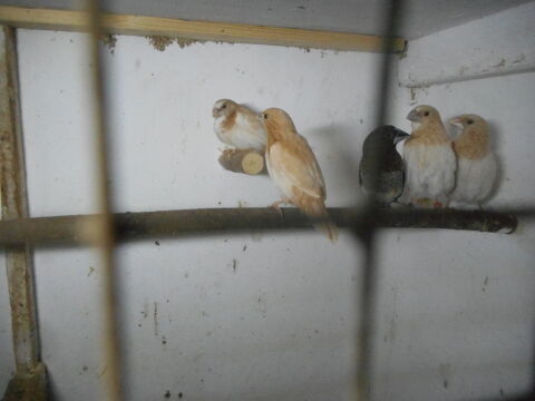 Moineaux du japon 30 56630 Langonnet