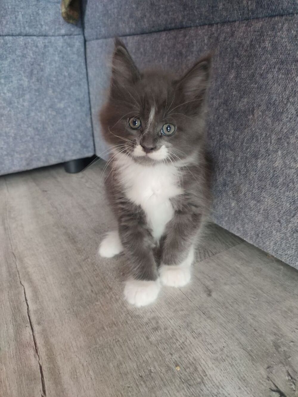   4 chatons Maines Coon 