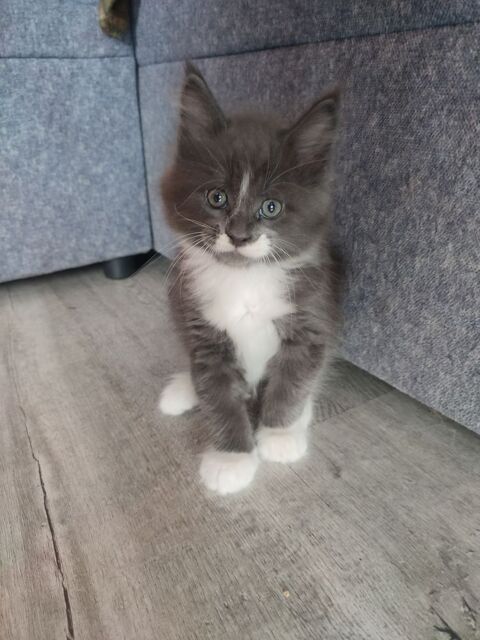 4 chatons Maines Coon 1000 62940 Haillicourt