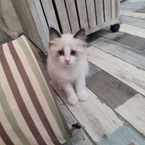   Chaton femelle Ragdoll 