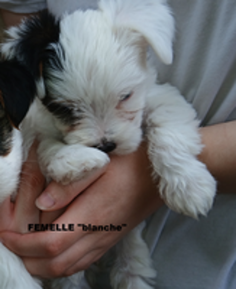   Biewer tricolores chiots 1M:5F 