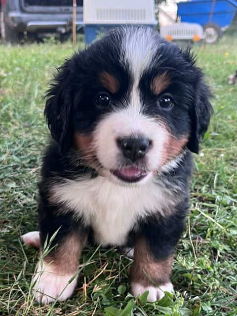 Chiots adorables bouviers bernois  1500 46260 Promilhanes