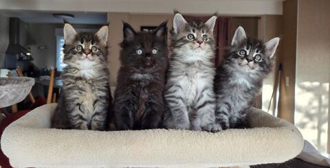Chatons Maine Coon 
LOOF avec pedigree 890 53960 Bonchamp-l�s-laval