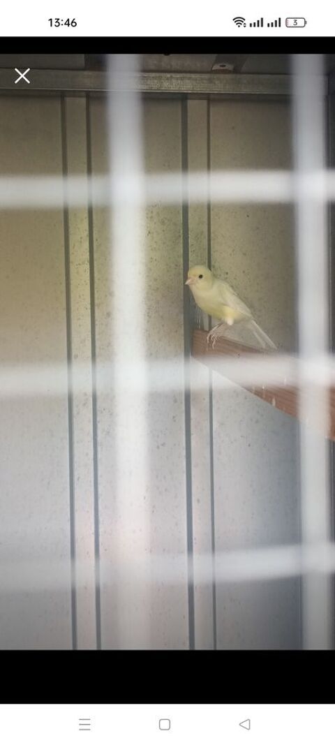 Canari m&acirc;le 20 06150 Cannes la bocca
