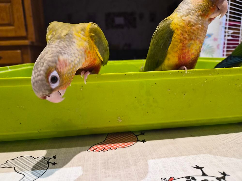   Ventes conures moulinae  