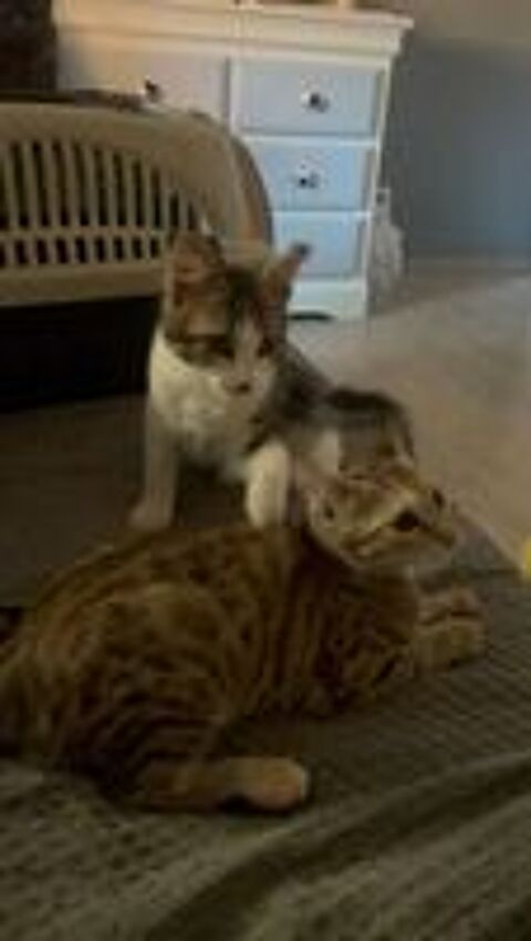   BLINI et BOND 