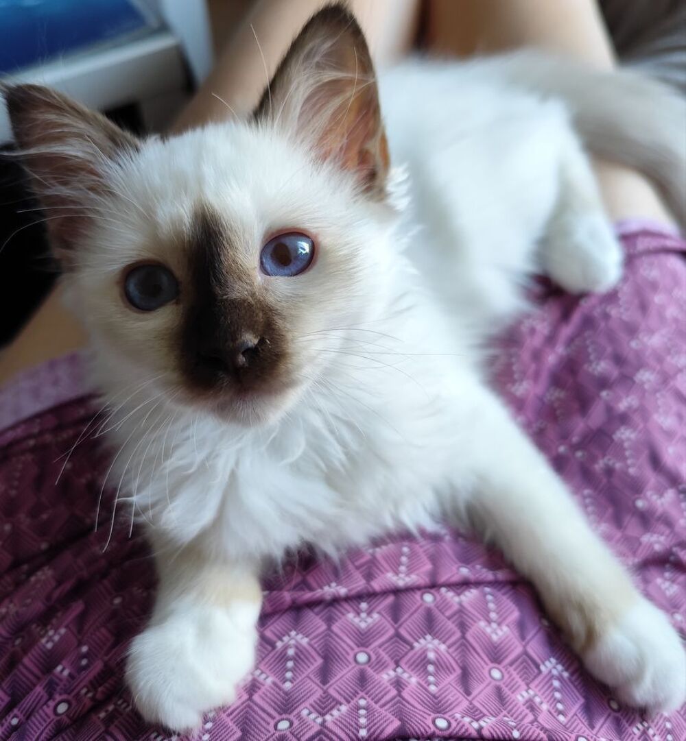   Chaton sacré de Birmanie mâle inscrit au Loof  