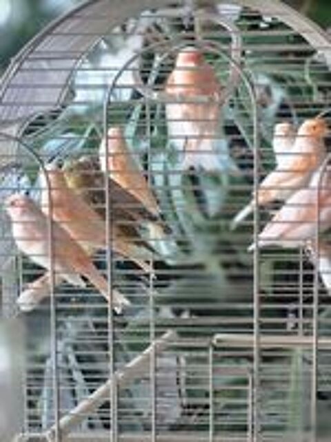   Cède canari  
