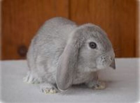   Lapins Nains Béliers  
