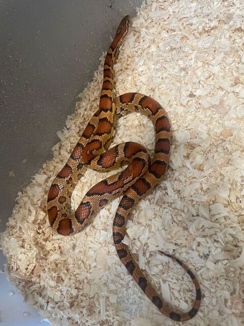 Serpent Pantherophis guttatus 30 30000 Nmes