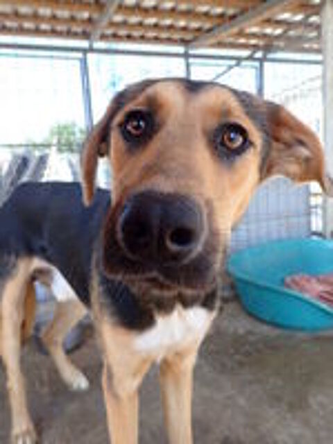   Chuan à l'adoption 