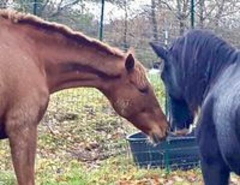   Thithia, jument pur sang � adopter 