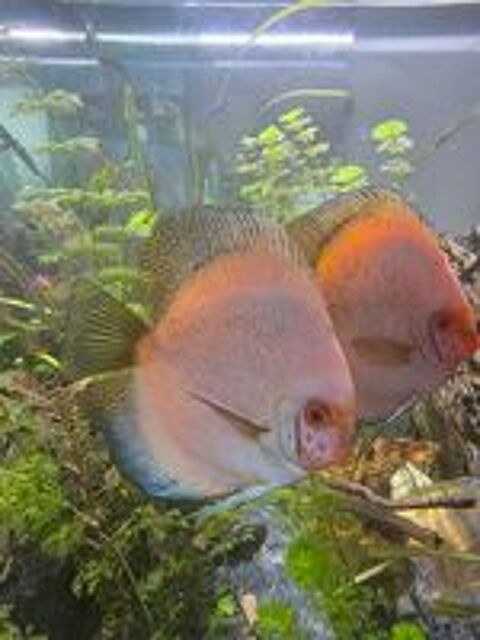   Discus Adultes Poisson d'aquarium Amazonien  