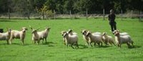   Moutons de race thône et Marthod et Racka 