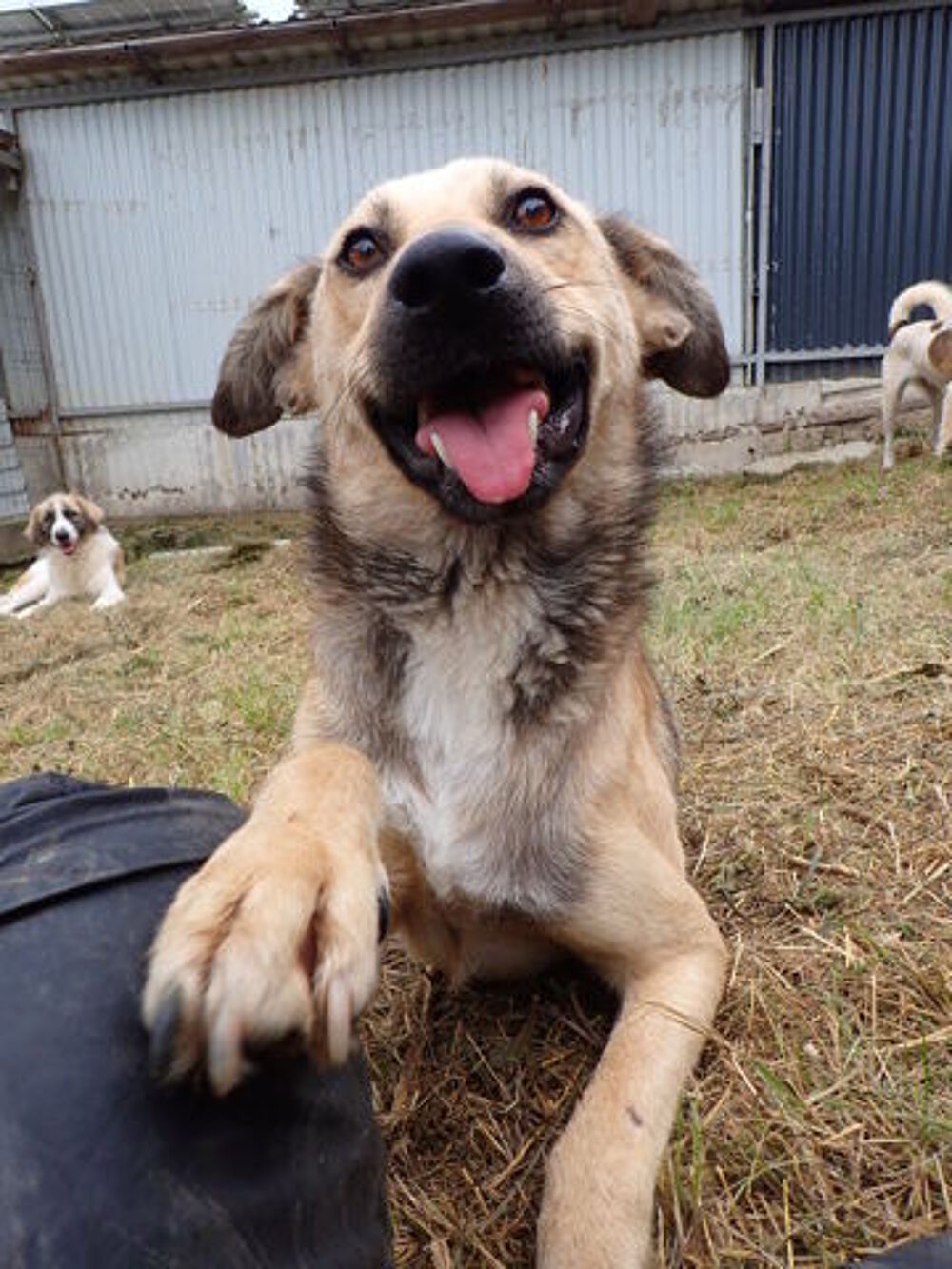   Piment à l'adoption 