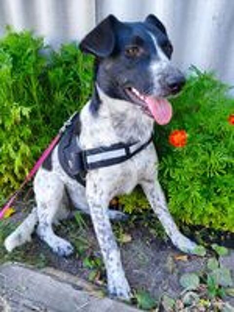   A L'ADOPTION JACK 