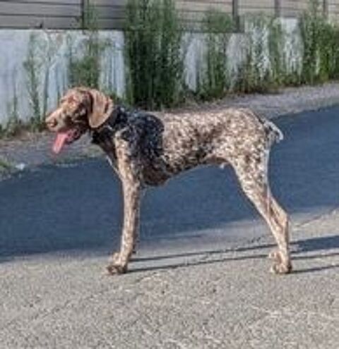   URGENT RECHERCHE FAMILLE D'ACCUEIL OU ADOPTANT POUR TAYC 
