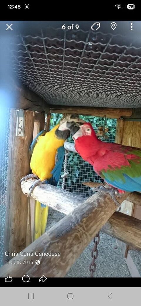 Couple Perroquet Ara 3500 83440 Tanneron