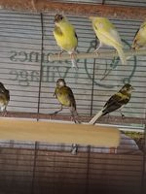   Canari raza  