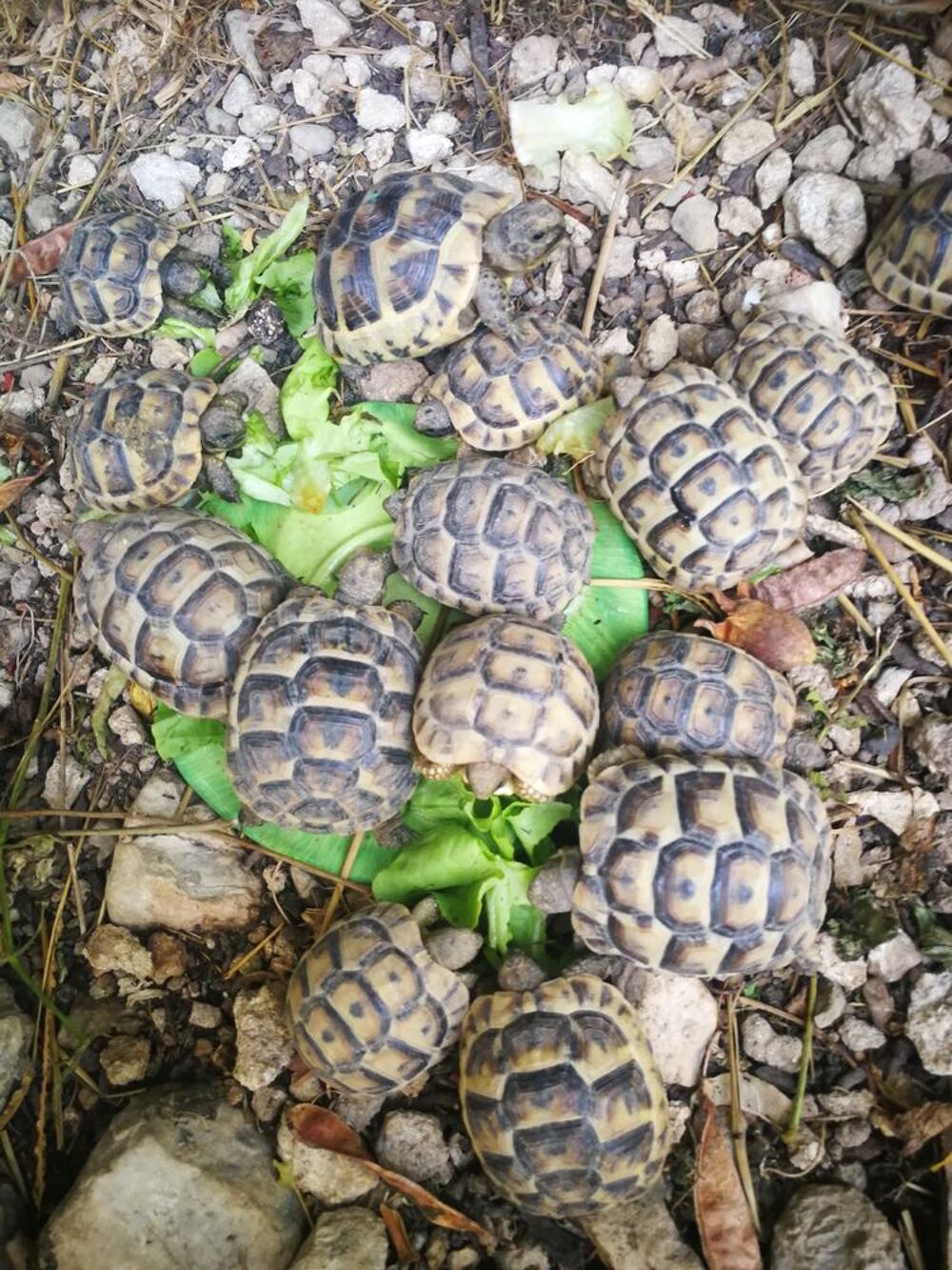   Bb tortues  