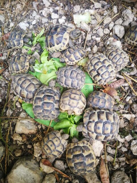 Bb tortues 50 30000 Nîmes