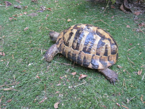 beau  M&acirc;le tortue adulte 210 34090 Montpellier