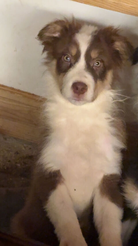 Chiot berger australien 200 28400 Nogent-le-rotrou