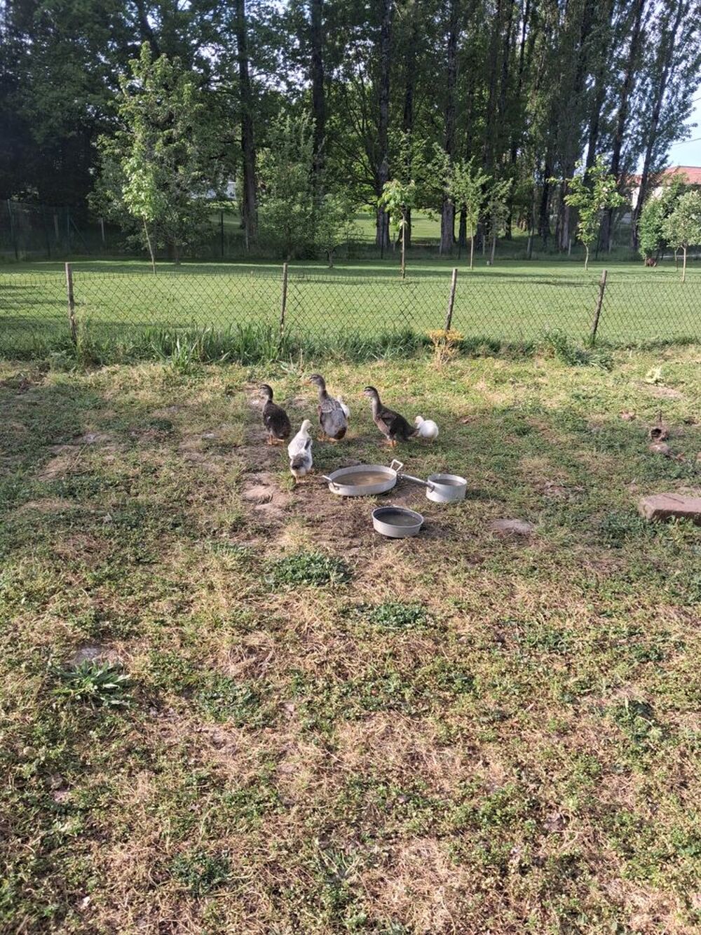   Ve ds canards 