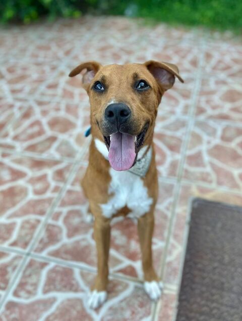 Frisky, m&acirc;le X crois&eacute; berger , n&eacute; le 01/04/2025 380 44000 Nantes