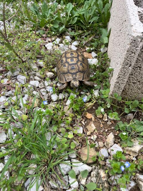 Tortue de terre 100 34000 Montpellier