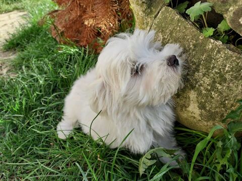 belle femelle bichon maltais 9 74490 Saint-jeoire