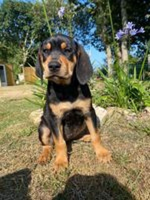   Plus que 2 chiots disponibles! De petits c?urs à adopter 