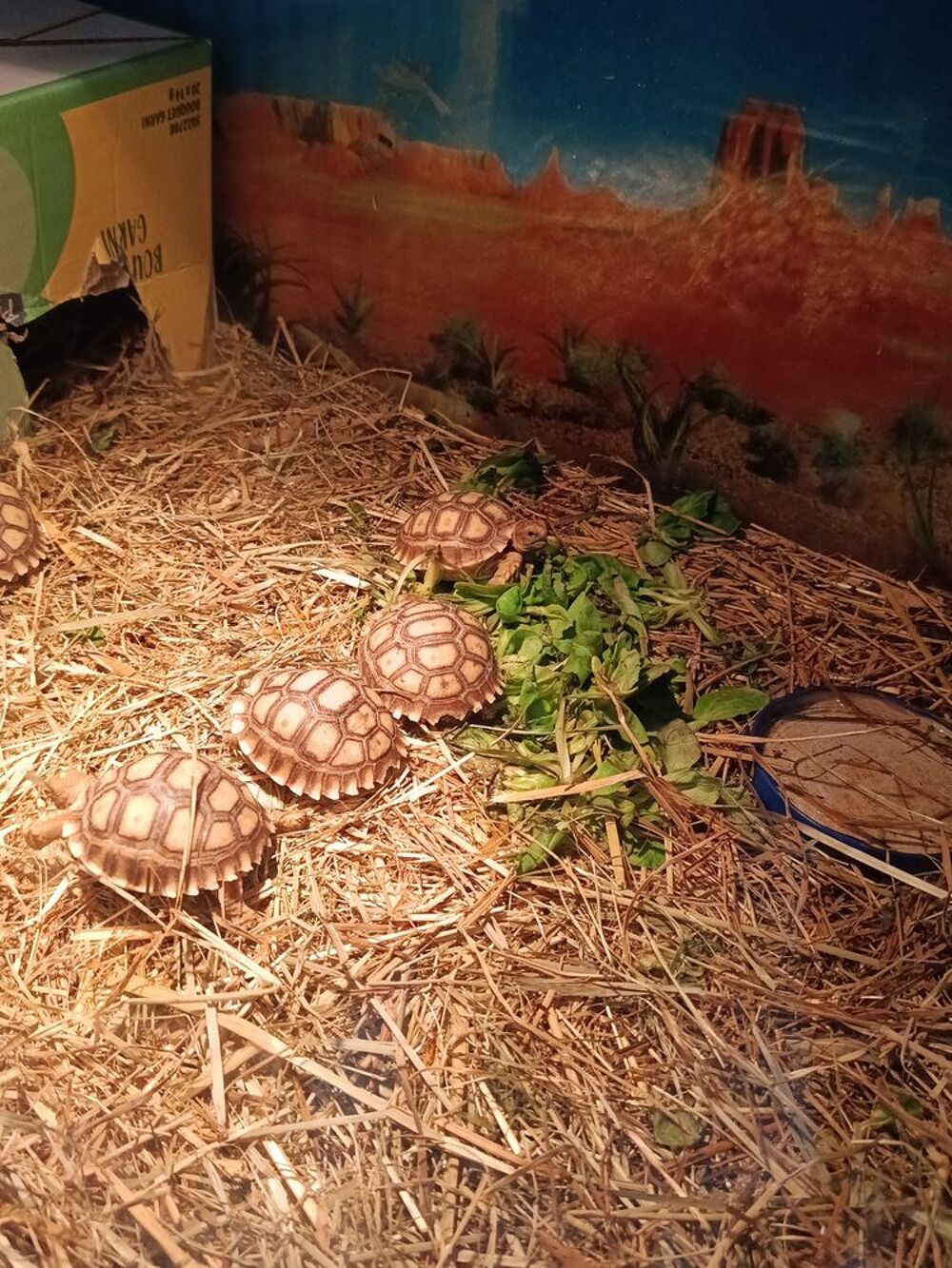  Tortue sulcata de 4 mois  