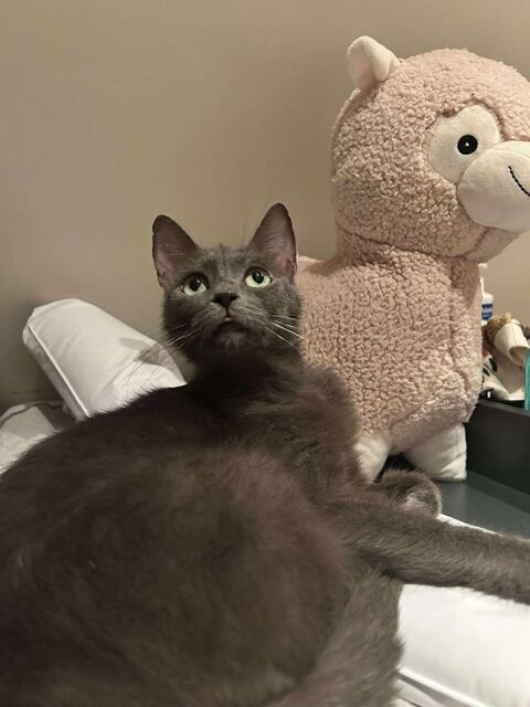 &#128156; À l'adoption : Mary, une maman courage au cur tendre &#128156; 150 62149 Annequin