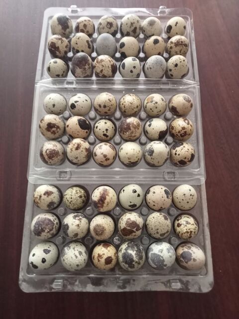 Oeufs de cailles Isabelle fécondés 0 36200 Chavin