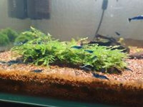   Crevette blue diamond  
