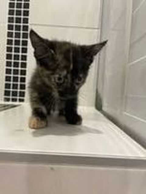   Chat KOQUET à l adoption 