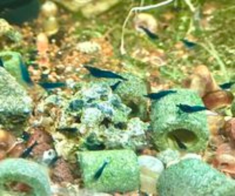   Crevettes Nocaridina Blue Velvet sur Paris  