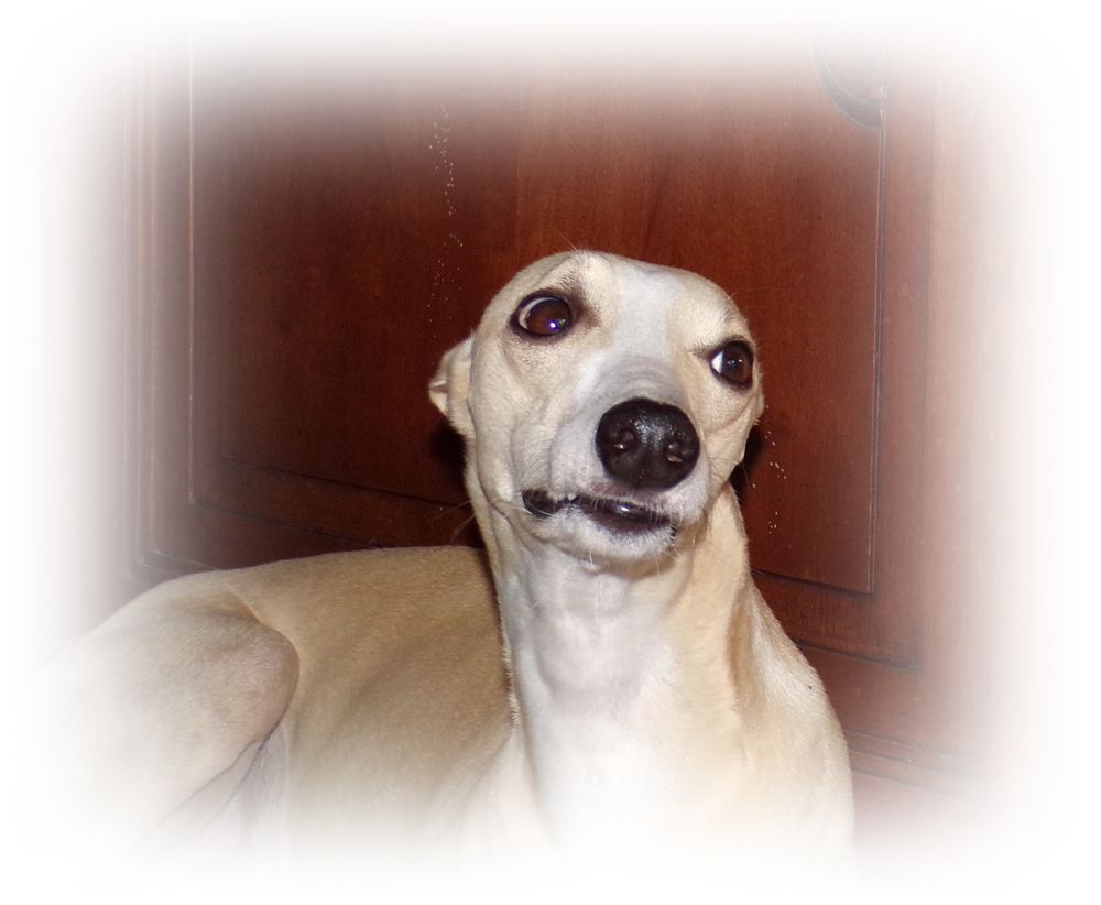   Arlen, chien Lévrier Whippet, disponible pour saillie 