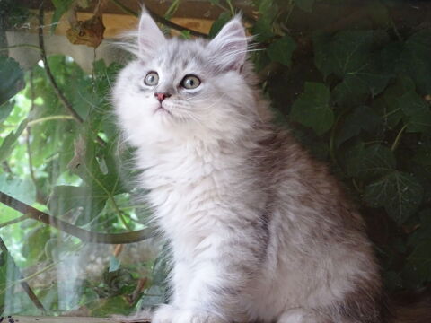 4 magnifiques chatons persan chinchillas x maine coon  550 81630 Salvagnac