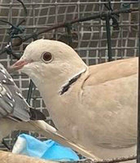   PIGEONS  PAONS et TOURTERELLES
