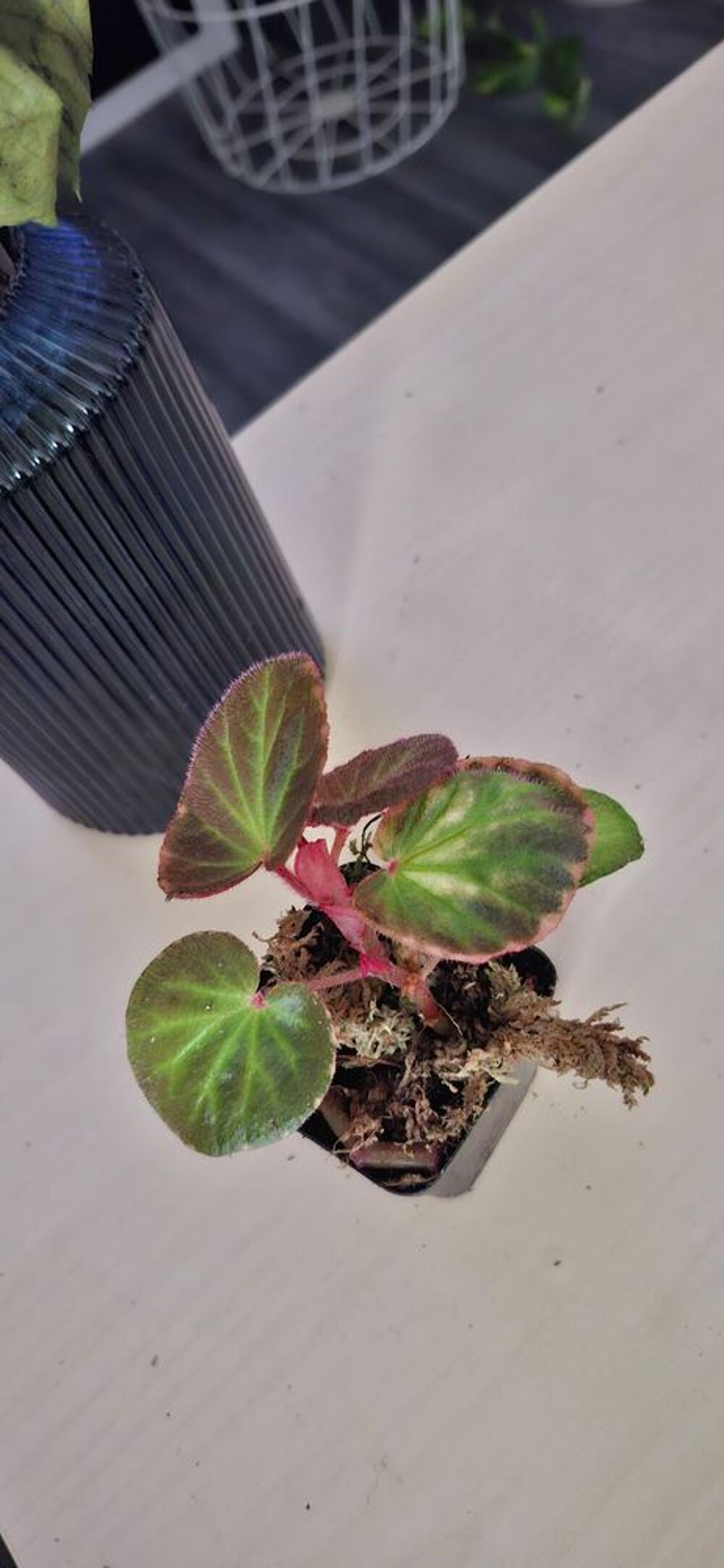 begonia manaus Décoration