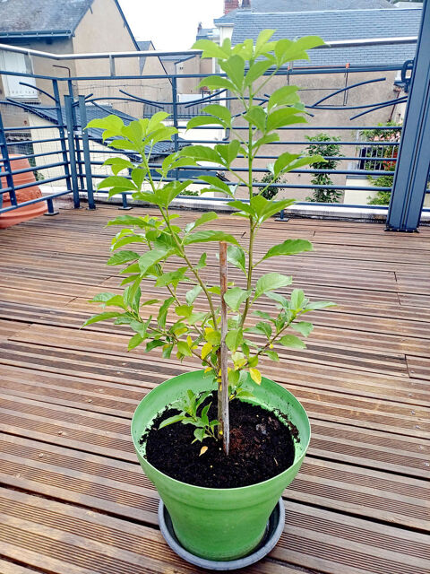Très beau BAOBAB de 4 ans, hauteur 80/90cm dans un grand pot 99 Tours (37)