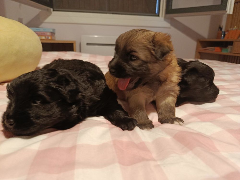       Chiots Bergers des Pyrénées à réserver ?
Magnifique 