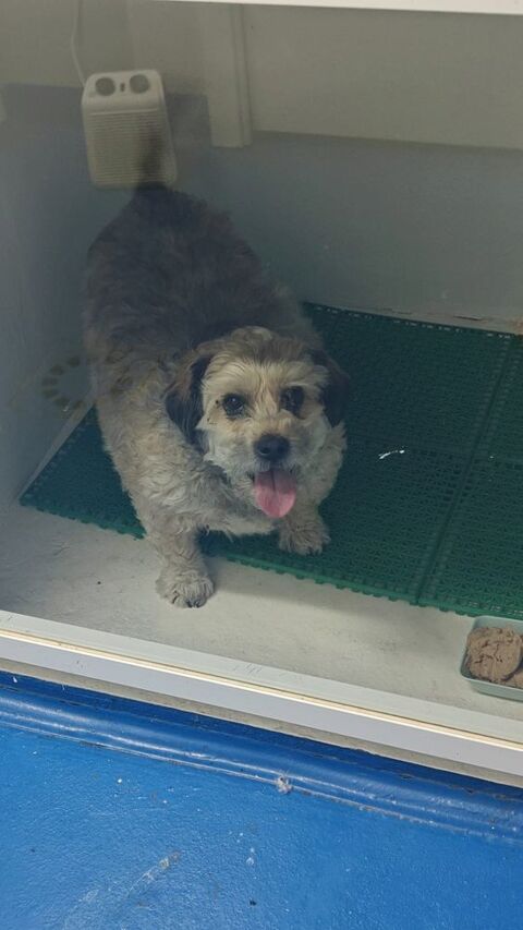 Tintin💙  10 ans� petit chien tellement craquant  !! 195 24140 Douville