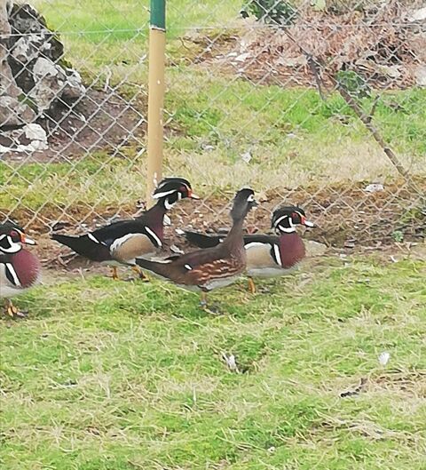 Canards Carolins
Jeunes de l'année bagués et éjointés 70 47440 Casseneuil