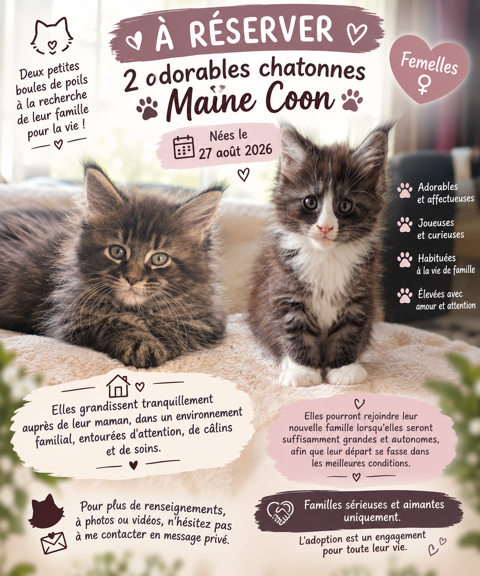 Maine Coon non loof 1000 54800 Conflans-en-jarnisy