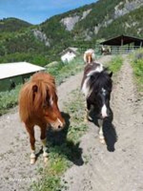   Ponettes et poneys  