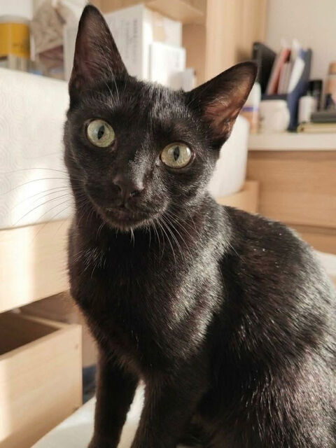 BAGHEERA 1 26740 Savasse